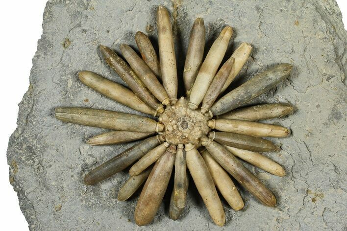 Jurassic Club Urchin (Asterocidaris) - Boulemane, Morocco #366916